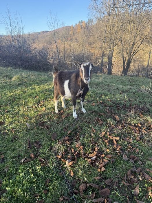 Продам дві кози