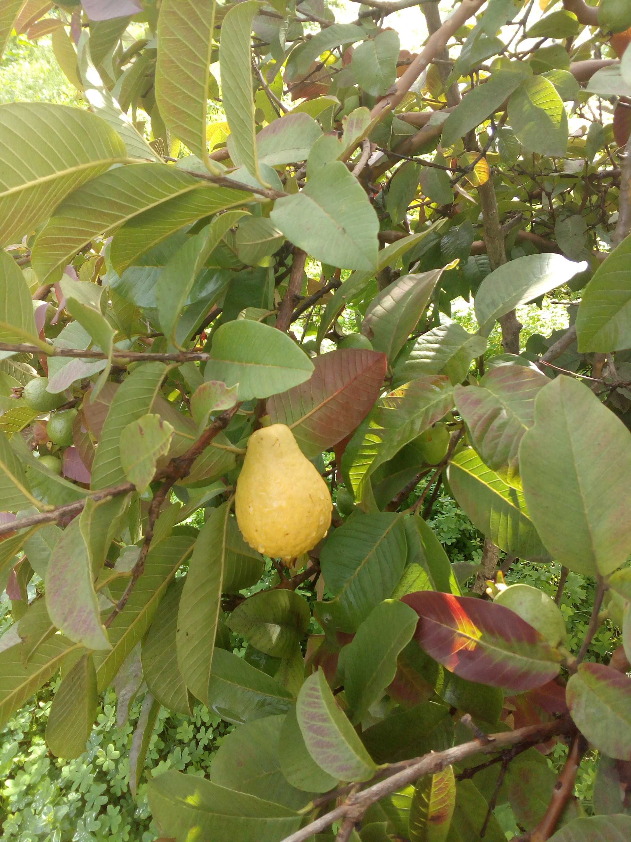 Goiaba rosa 5/6 anos