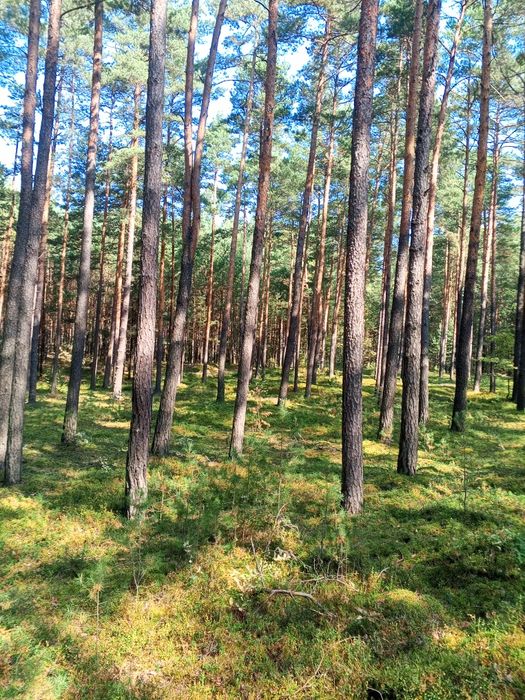 Sprzedam las 70, 50, 30 lat