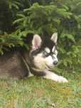 husky szuka domu