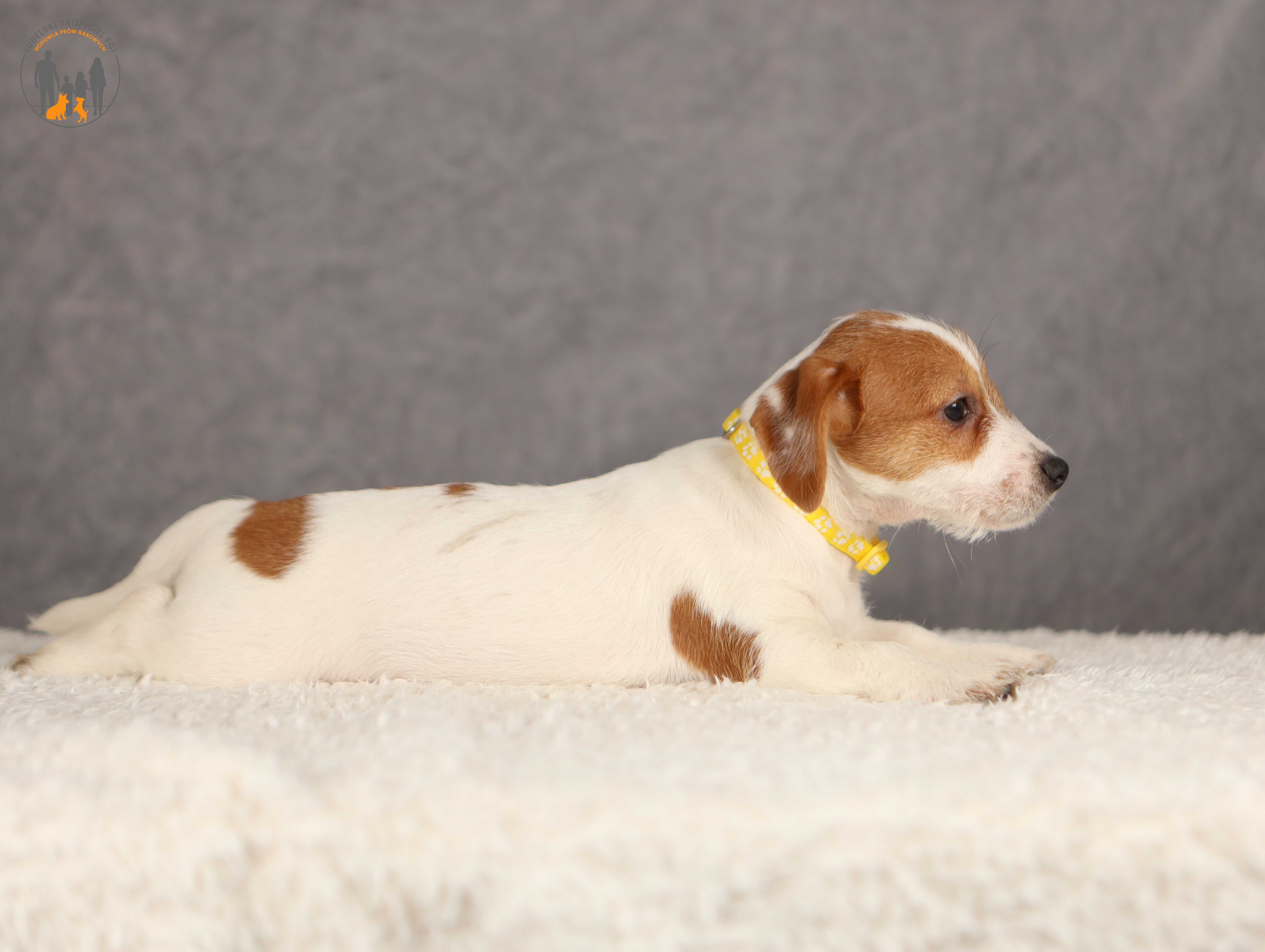 Jack Russell Terrier ZKwP FCI piesek