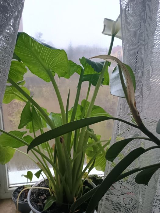 вазон калла цвіте зелене велике листя