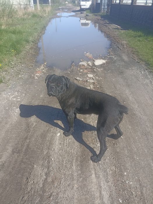 Кане корсо вязка