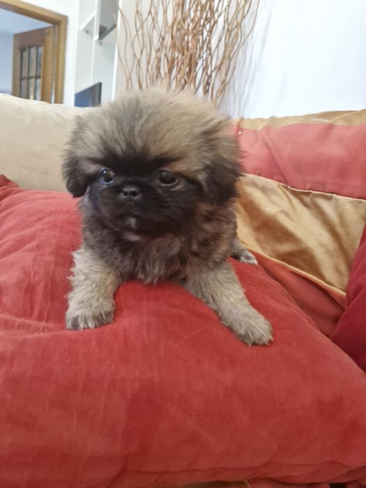 Pequenois  vacinado e desparesitado