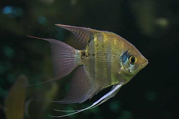 Żaglowiec skalar Leopolda - Pterophyllum leopoldi - DOWÓZ, WYSYŁKA