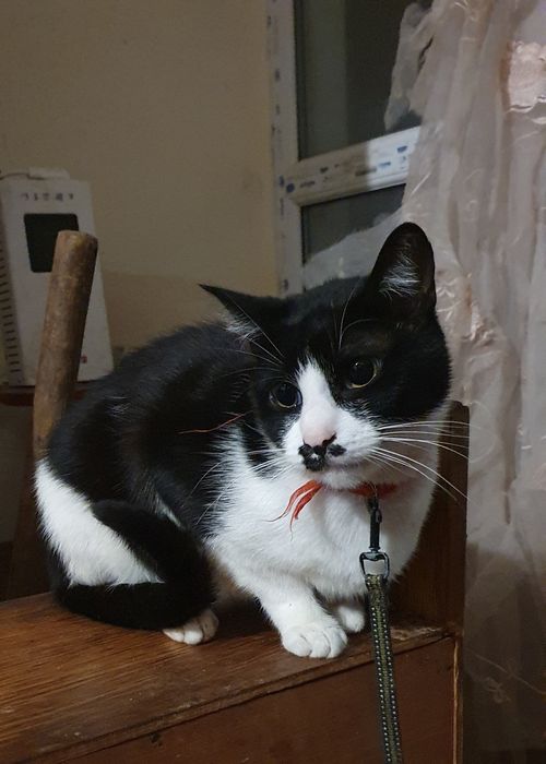 Віддам котика безкоштовно, помер власник(