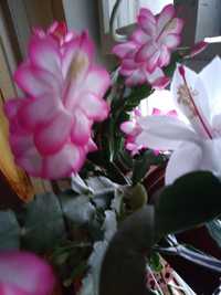 Шлюмбергера,декабрист,рипсалидопсис-цветы комнатные