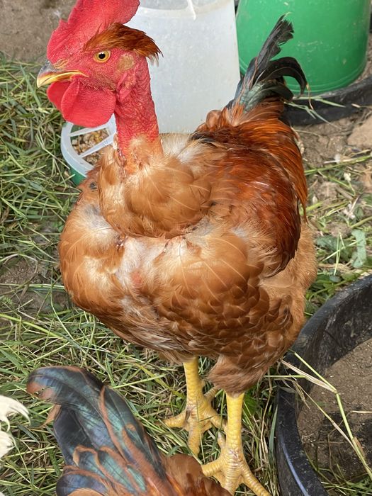 Frangos caseiros vermelhos 4 messes
