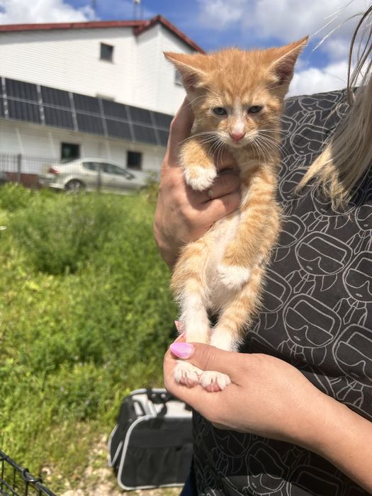 Kocięta 8 tyg szukaja domow