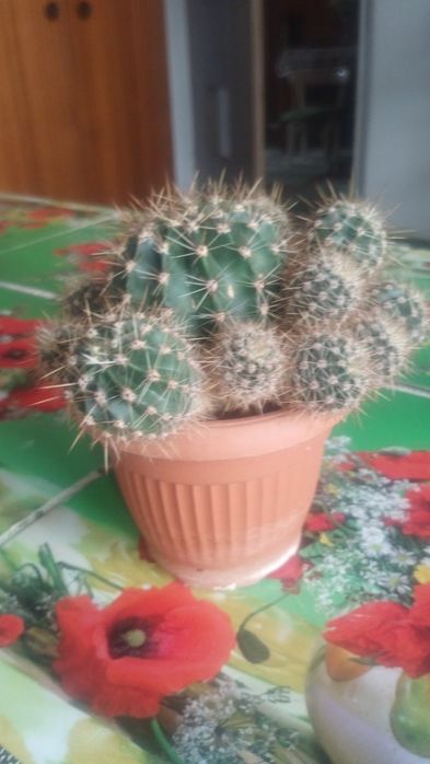 Katus w donice z małymi .