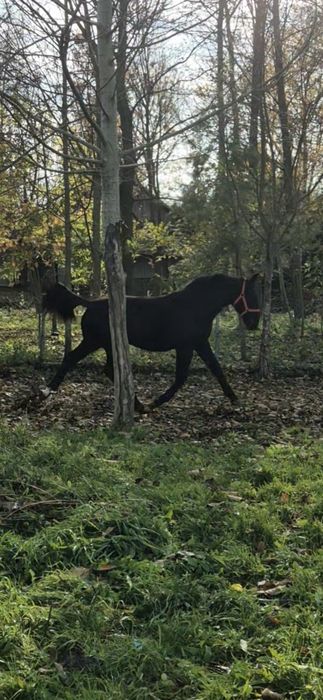 Klacz klaczka źrebica śląska