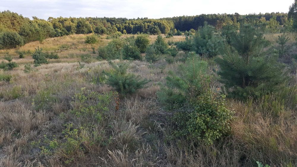 Działka nad jeziorem Las Budowlana Okolice Poznania Pilnie sprzedam