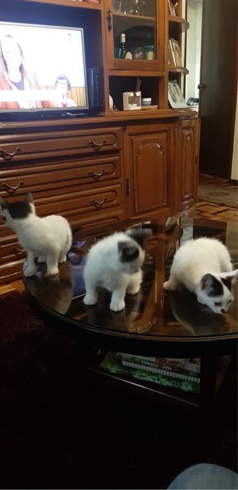 Gatinhos para adoção responsável