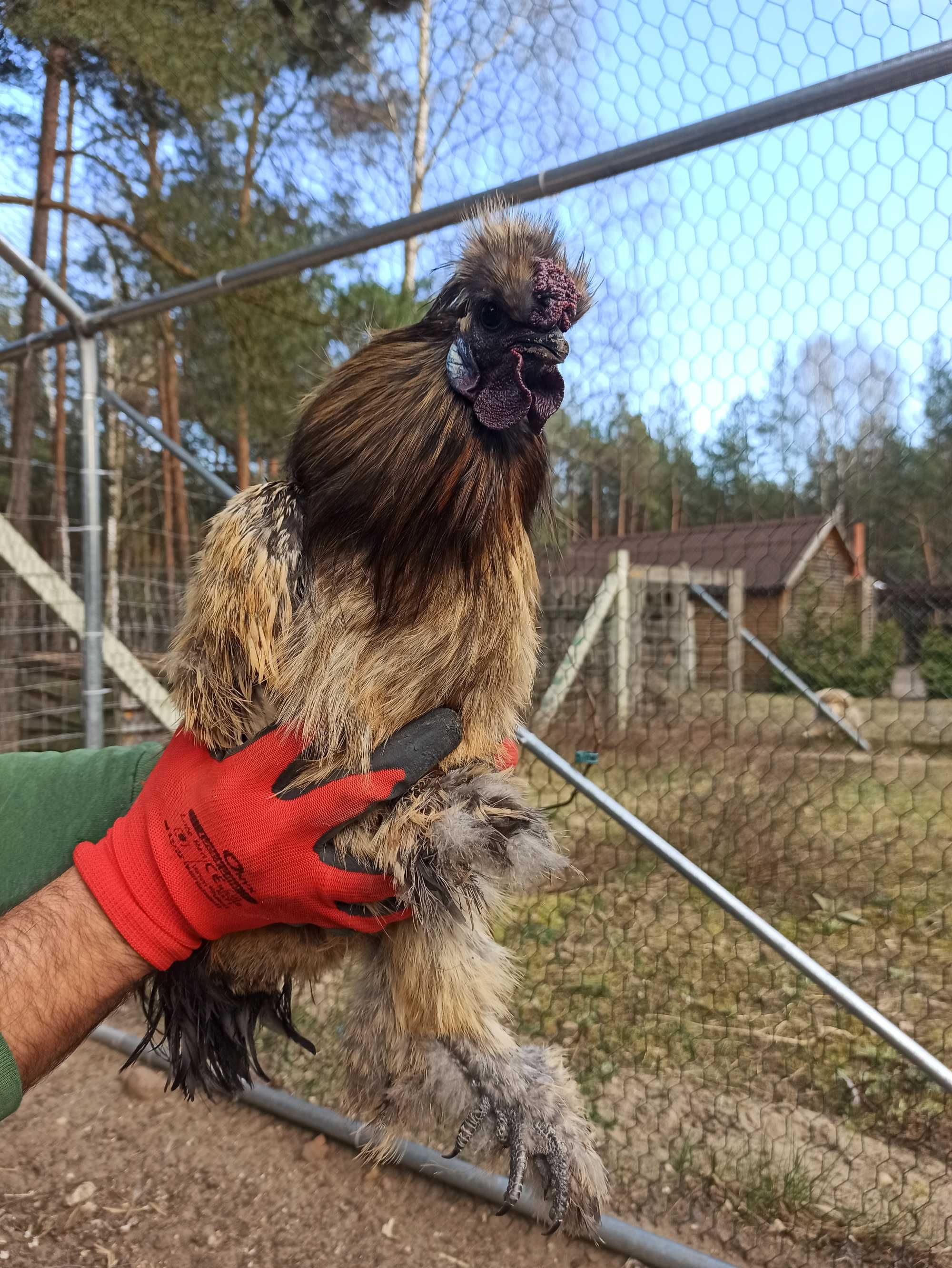 Kogut silka kura jedwabista kogut silki