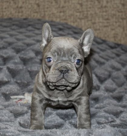 Бомбические генные французики