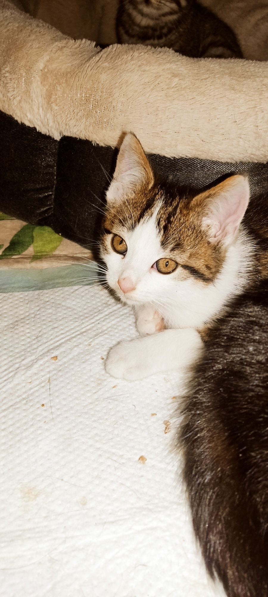 Kociaki do adopcji PILNE