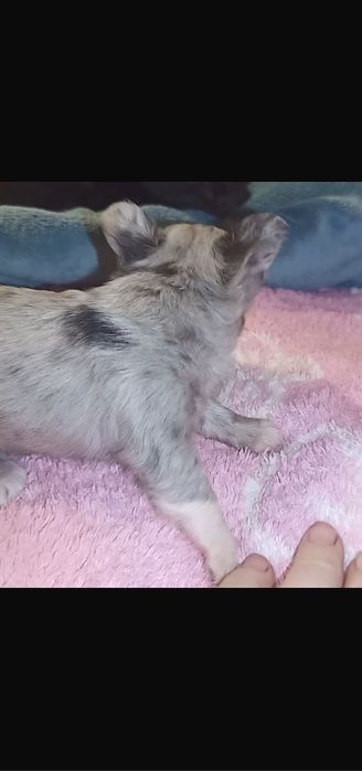 Чихуахуа Мерлюшный мини