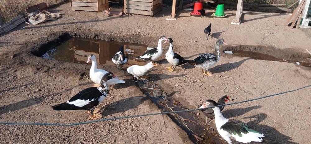Patos mudos vários tamanhos