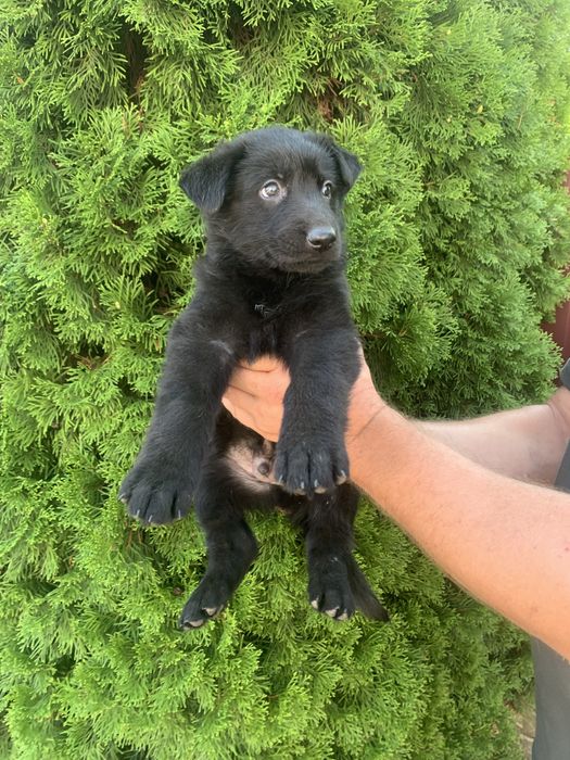 Продам цуценят Німецької вівчарки