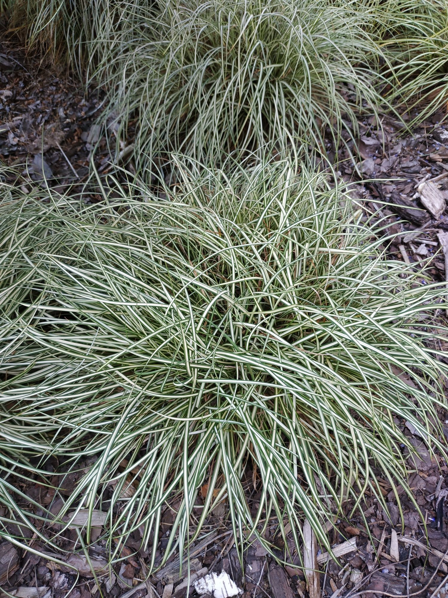 Trawa ozdobna Turzyca Variegata