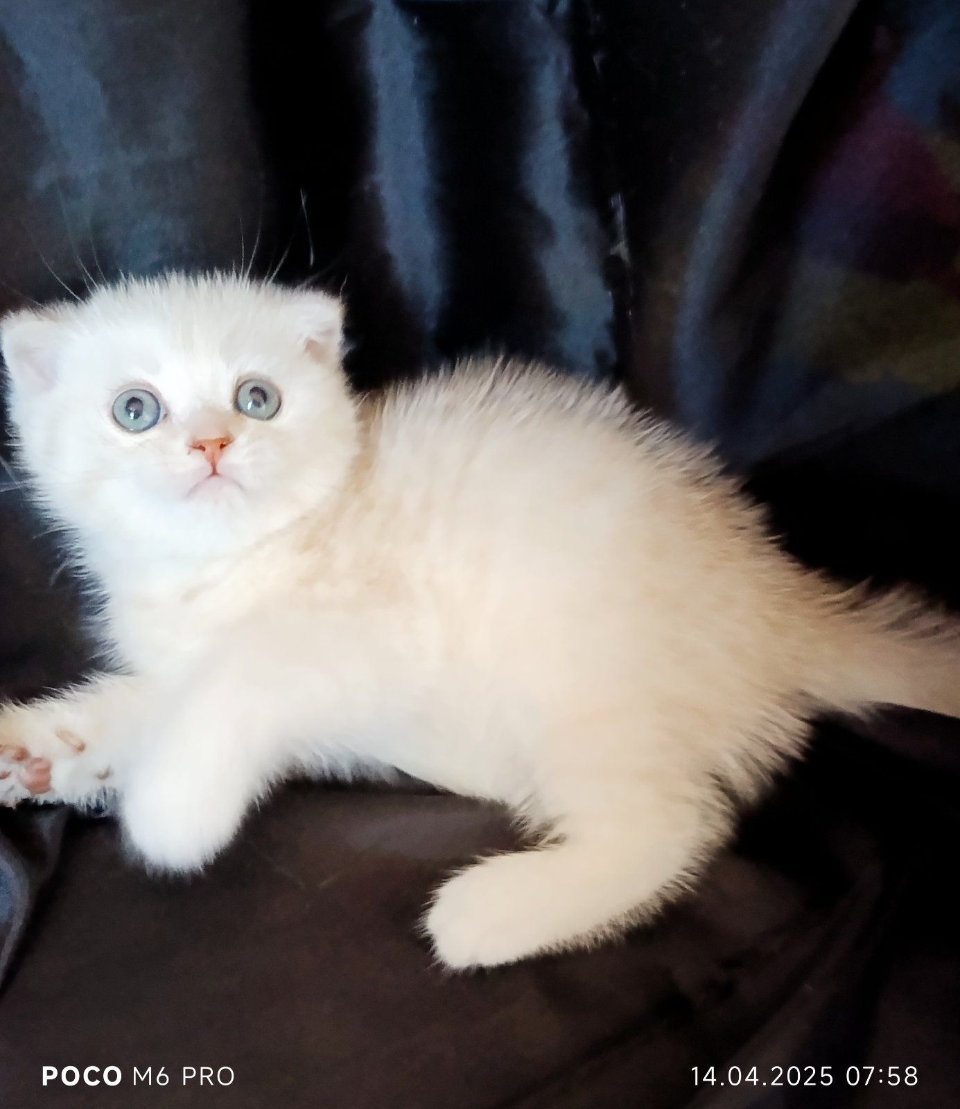 Котики, кошечки, котята с зелеными глазами