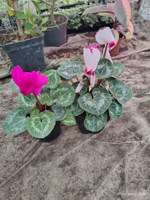 В наявності квітучі цикламени є ще 2 сорт ( червоний і рожевий)