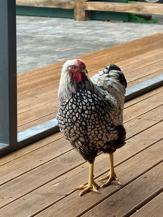 Молоді півні породи Віандот Срібло — чистопородний молодняк