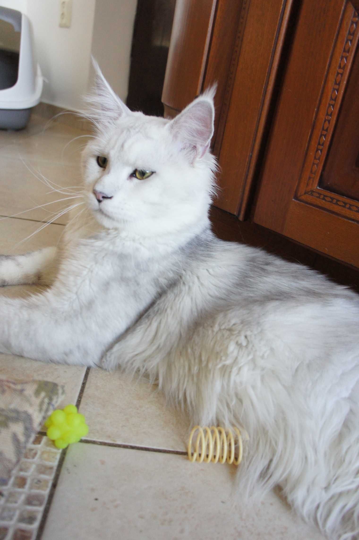 kocurek - Maine Coon - piękny i miły - FPL