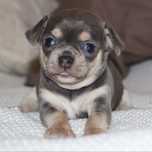 Chihuahua Liliowy Pies