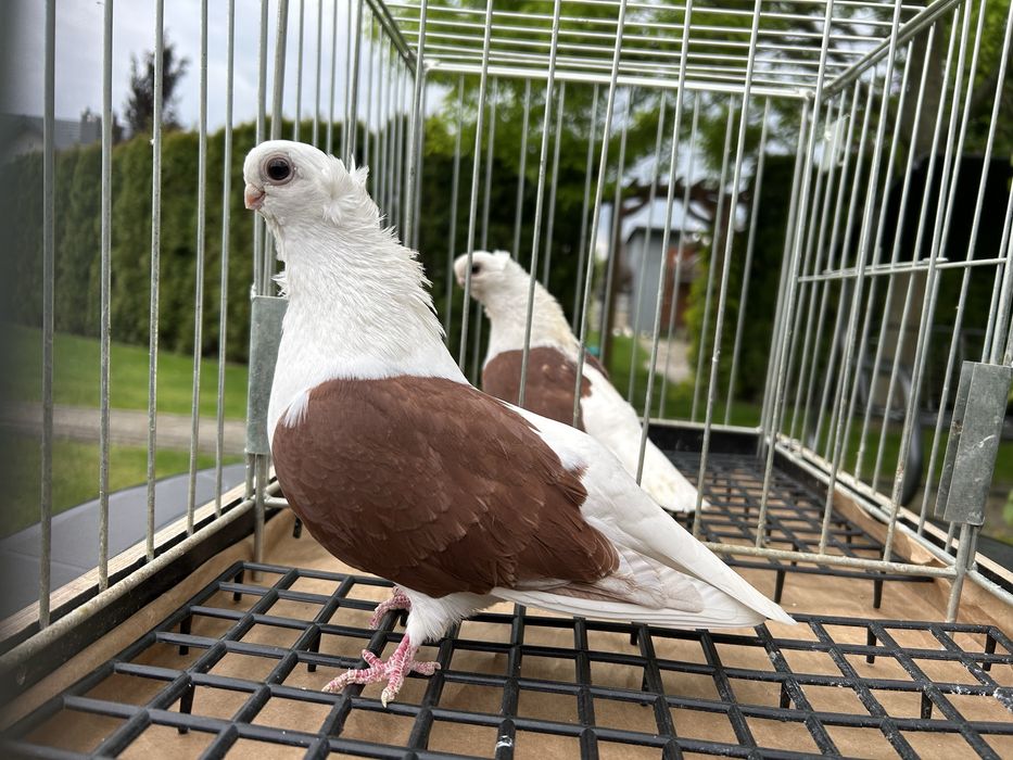 Gołębie ozdobne. Mewka polska samiczka 2023.