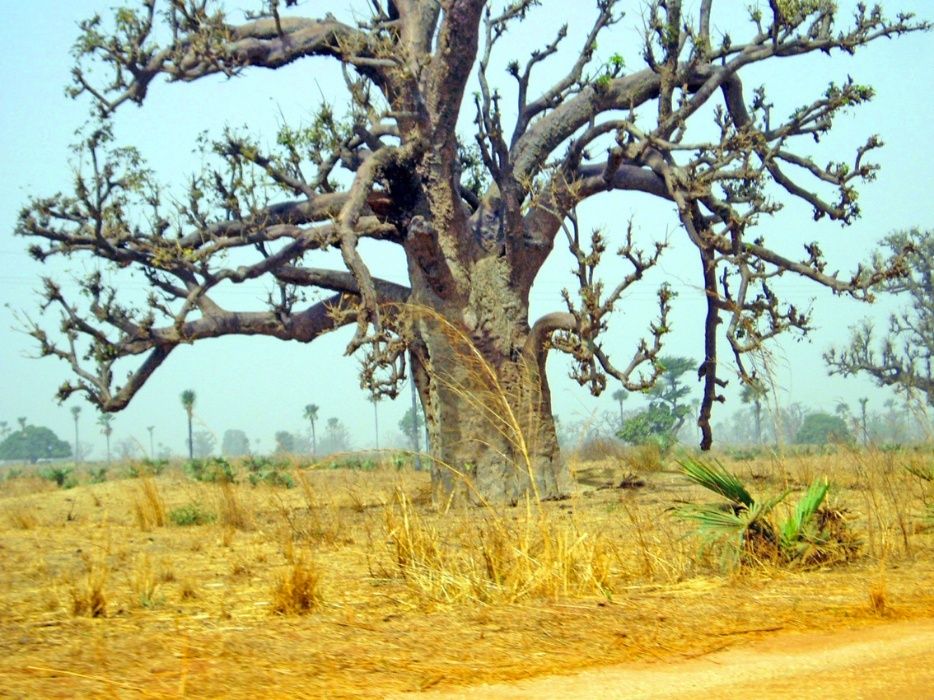 Баобаб (Adansonia digitata) 16 лет.