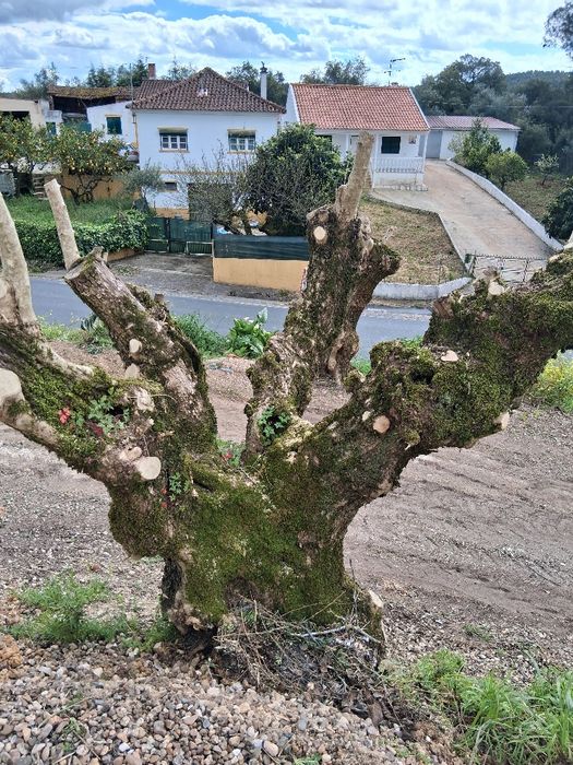 Oliveiras galegas centenárias