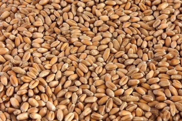 Продам зерно пшеницы