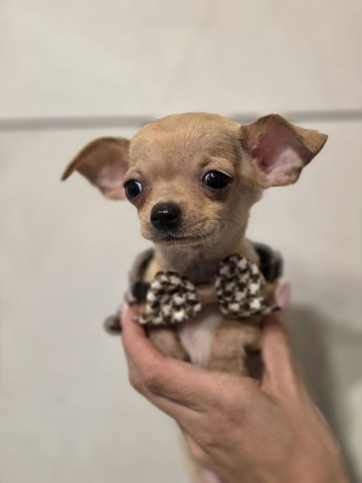 Chihuahua piesek szczeniak do odbioru metryka chip