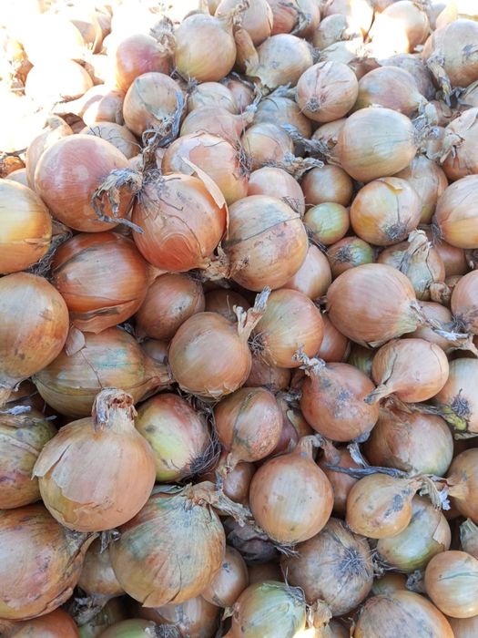 Cebula wiosenna odmiana HYSKY