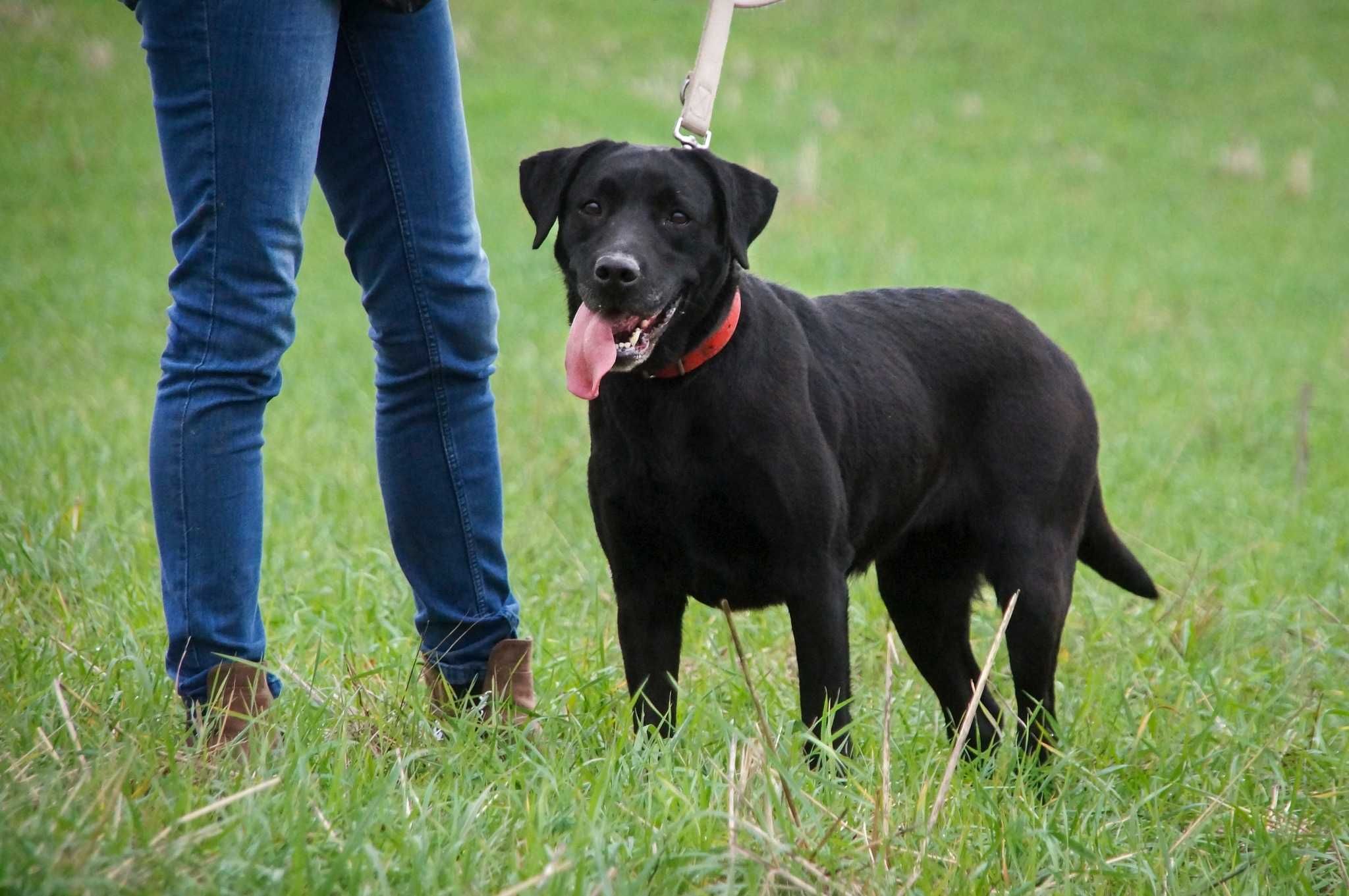 Piękna suczka Labrador czarna młoda