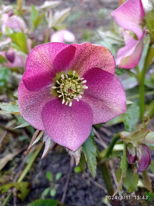 Морозники по 150 грн.