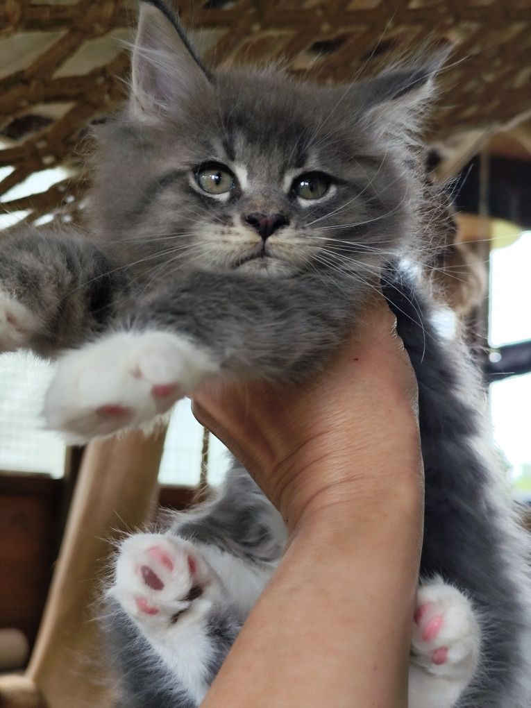 Maine Coon LIAM Ashantu*PL  piękny kocurek