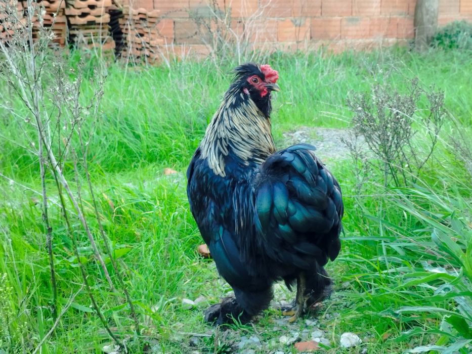 Garnizos Pekim/Sedosa