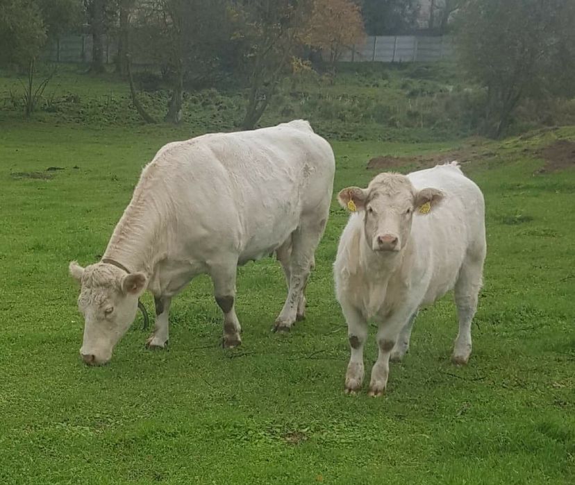 Byki mięsne 100 % rasy CHAROLAISE - odsadki