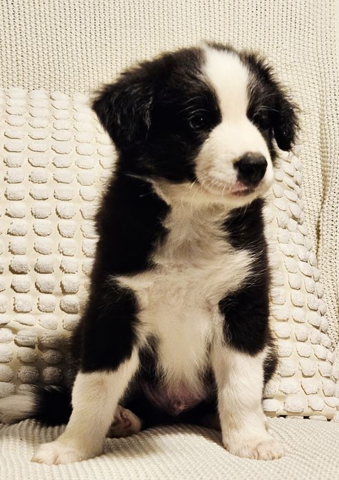 Border Collie ZKwP/FCI