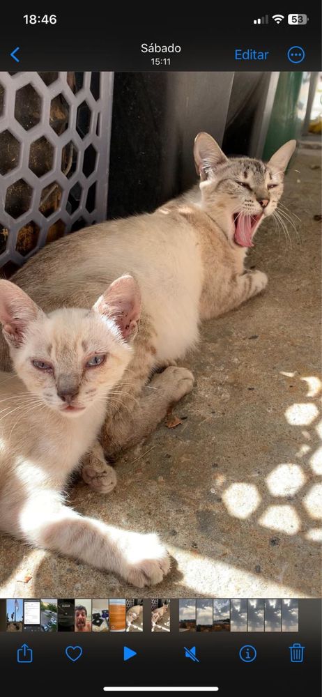 Gatinhos procuram familia :)