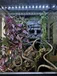 Stworze dla ciebie i twojego pupila wymarzone terrarium!