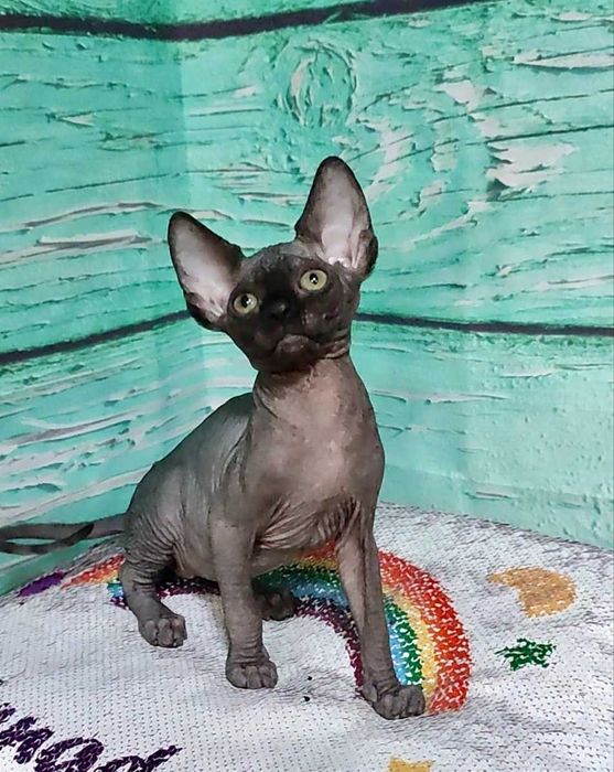 Чорний Канадський сфінкс хлопчик Джексон