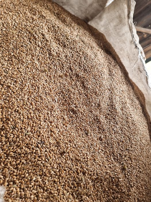 Pszenica ozima  Hyvega Owies ozimy