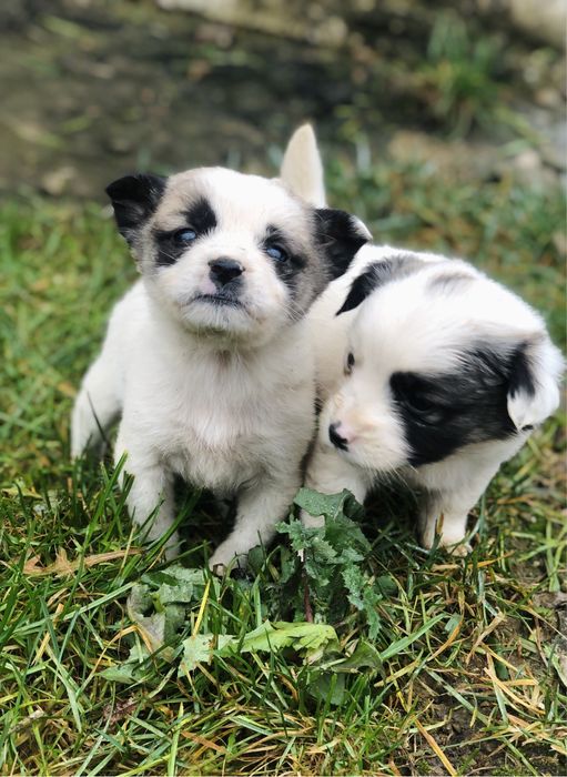 Віддам цуценят в добрі руки
