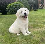 Golden Retriver FCI