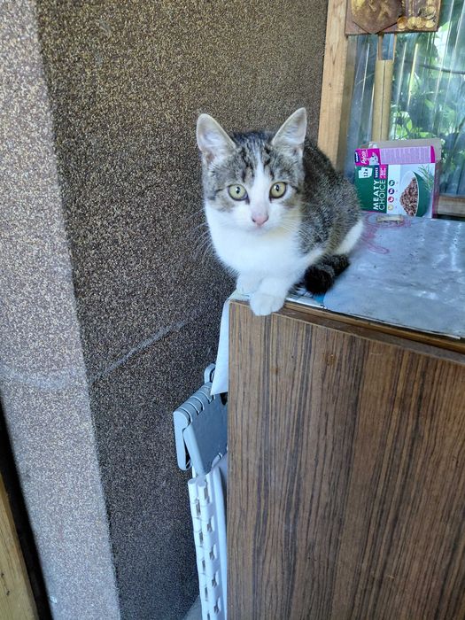 Oddam zadbana młoda kotkę.