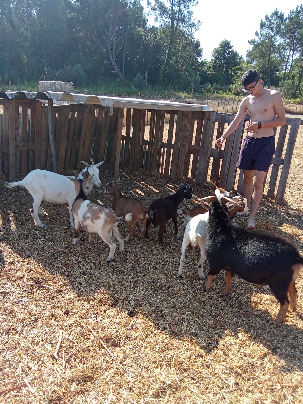 Cabras anas bebes