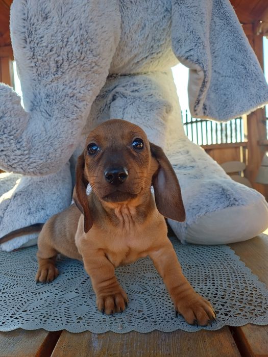 Sprzedam szczeniaki jamnika